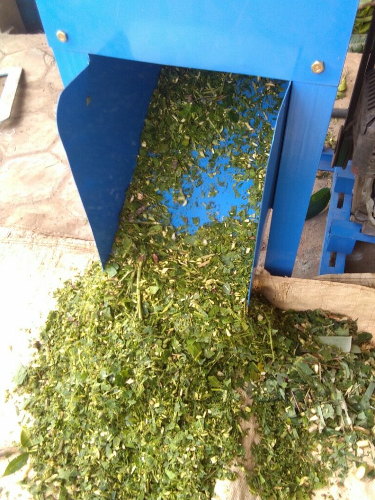 pakan ternak fermentasi