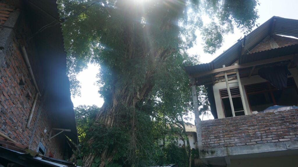 pohon beringin diruwat sebelu dikepras
